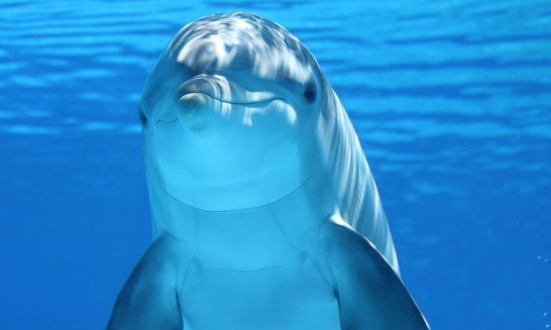 Blessing of the Animals