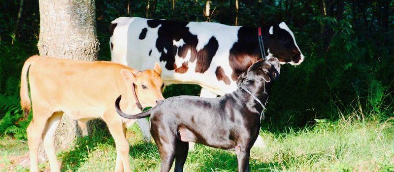 compassion_for_animals_2