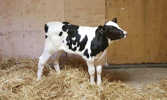 compassion_for_animals_calvin