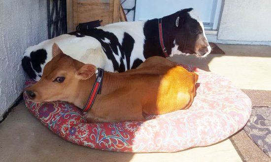 compassion_for_animals_calvin_and_nemo