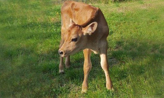 compassion_for_animals_nemoo