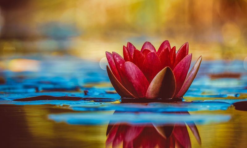 Virtues for Awakening