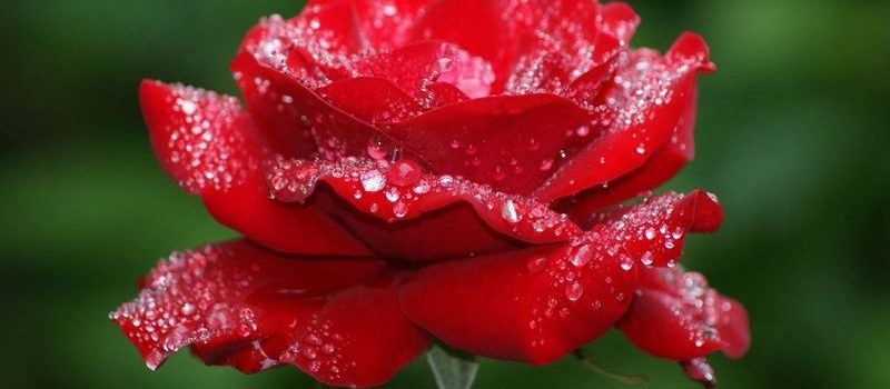 Essenes the Ancient Healers