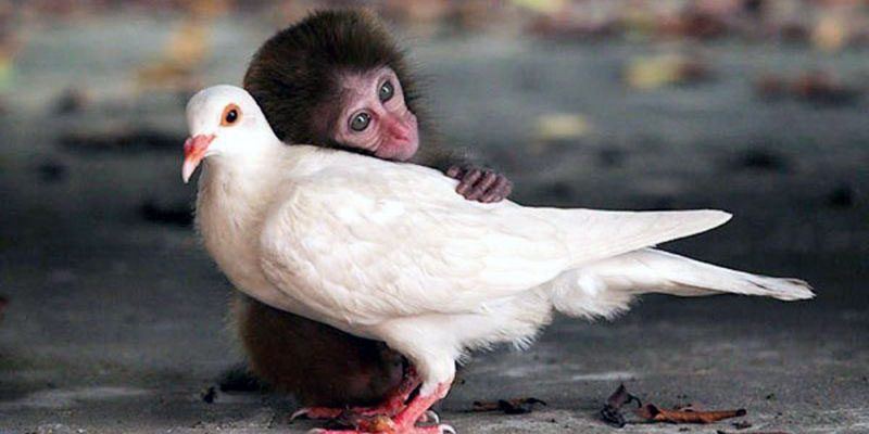 harmonius_relationships_2