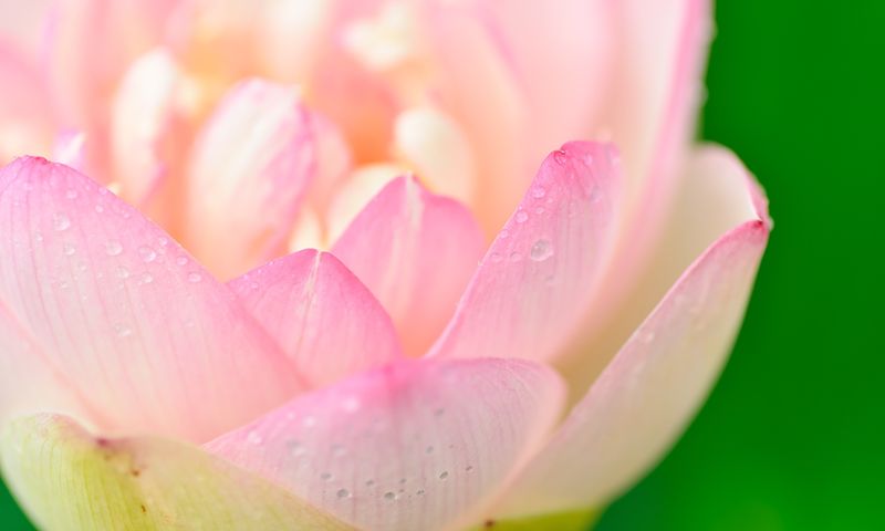 21 Taras Meditations - Online Meditations