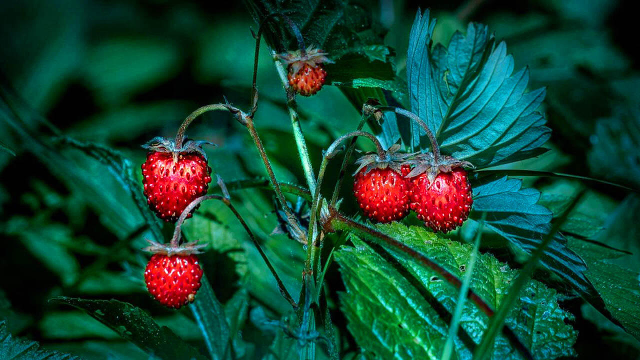 Full Strawberry Moon Blessings - DivineYu Academy